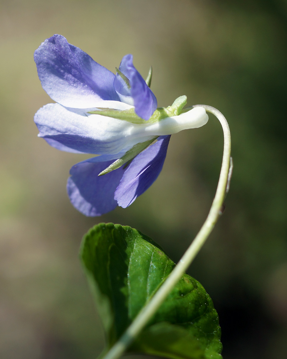 Image of Viola sacchalinensis specimen.