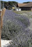 Lavandula dentata