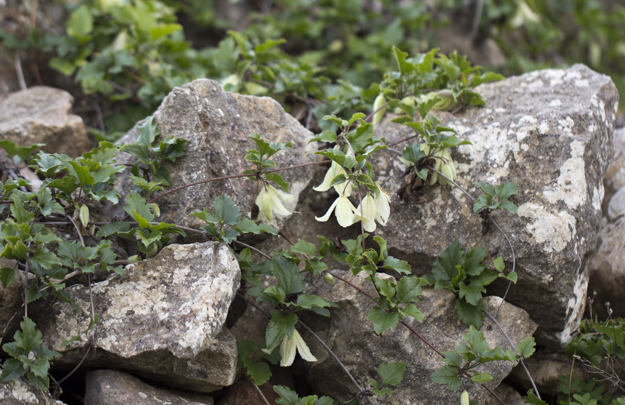 Image of Clematis cirrhosa specimen.
