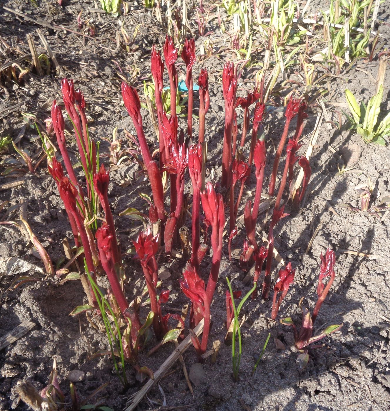 Image of Paeonia lactiflora specimen.