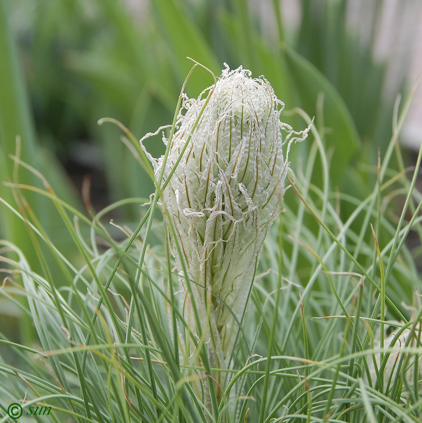 Image of Asphodeline taurica specimen.