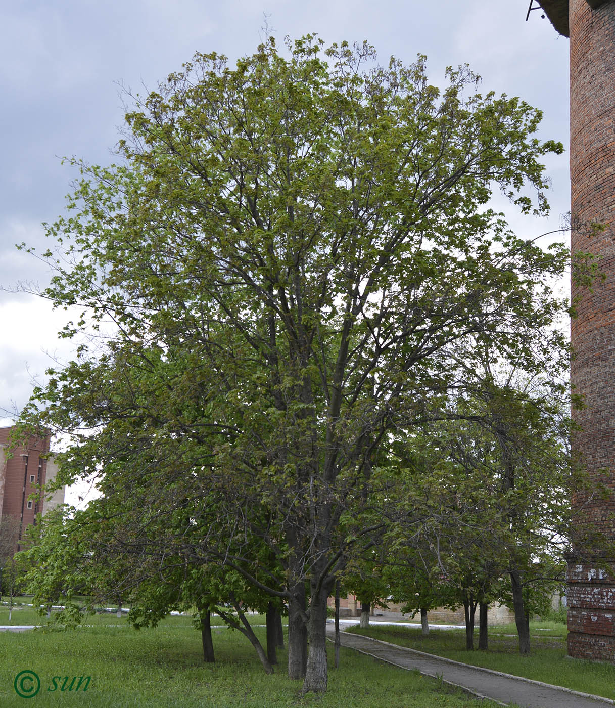 Image of Acer pseudoplatanus specimen.