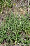 Tragopogon turkestanicus