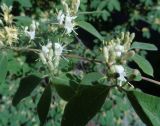 Lonicera xylosteum. Побеги с цветами. Тверская обл., г. Тверь, Пролетарский р-н, просп. Ленина, около многоэтажки. 18 мая 2019 г.