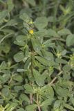 Portulaca oleracea