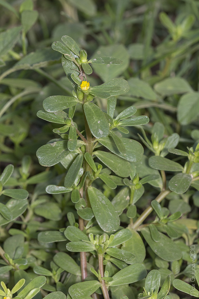 Изображение особи Portulaca oleracea.