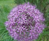 род Allium