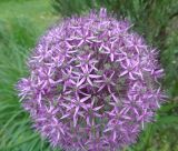 genus Allium. Соцветие. Тверская обл., г. Тверь, Заволжский р-н, ботанический сад ТвГУ, в культуре. 1 июня 2019 г.