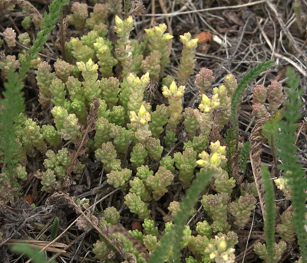 Image of Sedum acre specimen.