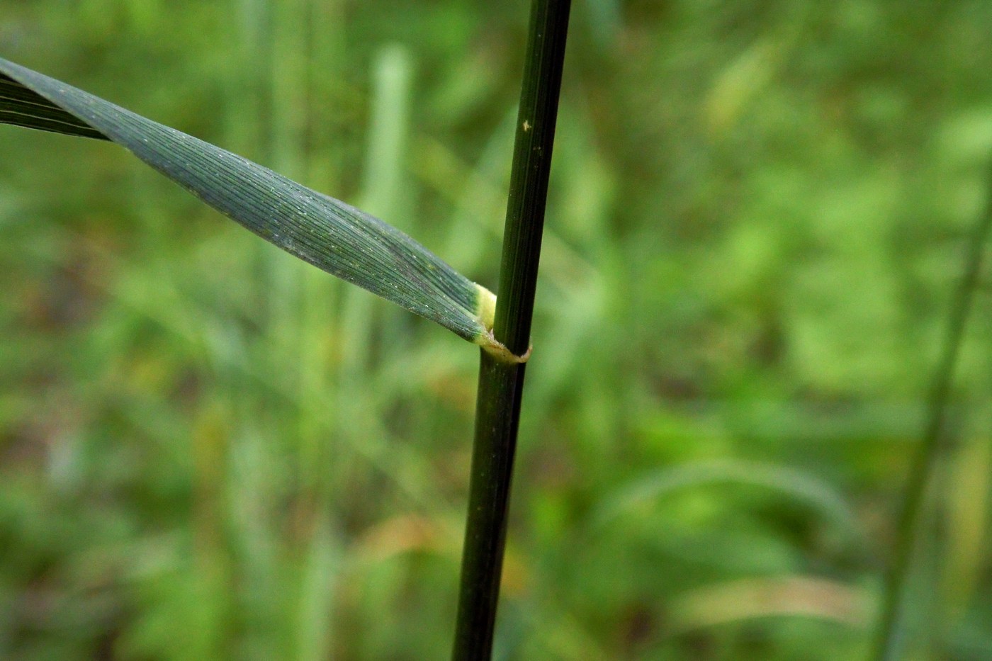 Изображение особи Elytrigia repens.