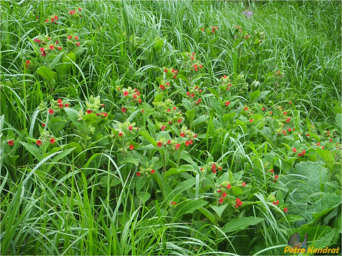 Image of Pulmonaria filarszkyana specimen.