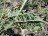 Astragalus lasioglottis. Листья (вид снизу). Кабардино-Балкария, Эльбрусский р-н, окр. с. Былым, ок. 1200 м н.у.м., каменистое место. 03.07.2019.