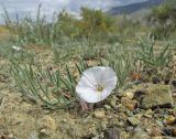 Convolvulus ammannii