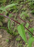 Campanula rapunculoides. Части побегов. Карачаево-Черкесия, Урупский р-н, окр. с. Курджиново, широколиственный лес, у ручья. 3 августа 2019 г.