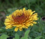 Calendula officinalis. Соцветие с каплями утренней росы. Московская обл., Раменский р-н, окр. дер. Хрипань, садовый участок. 23.08.2019.