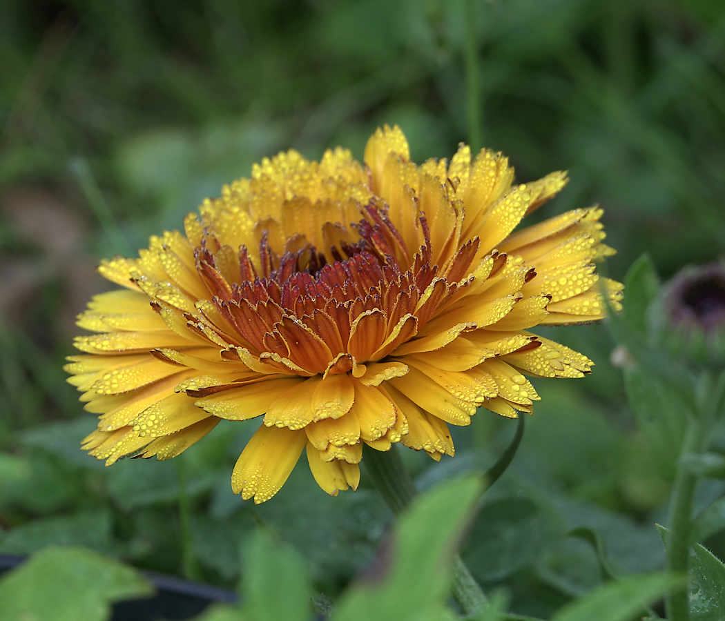 Изображение особи Calendula officinalis.