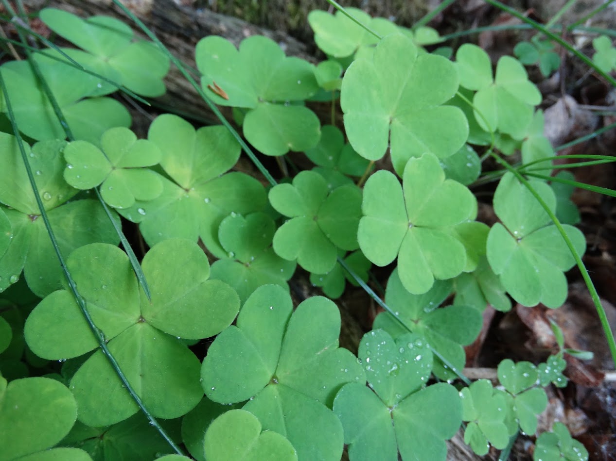 Изображение особи Oxalis acetosella.