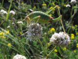 Gypsophila pallasii. Соцветия с самкой кузнечика Poecilimon sp. Крым, Южная Демерджи, окр. вершины Хой-Кая, каменистая осыпь. 21 июля 2010 г.