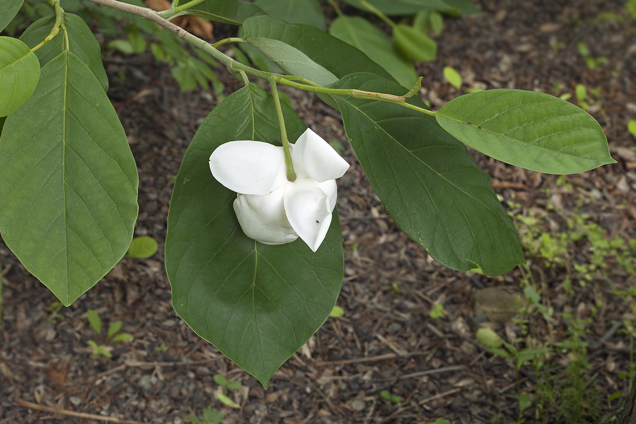 Изображение особи Magnolia sieboldii.