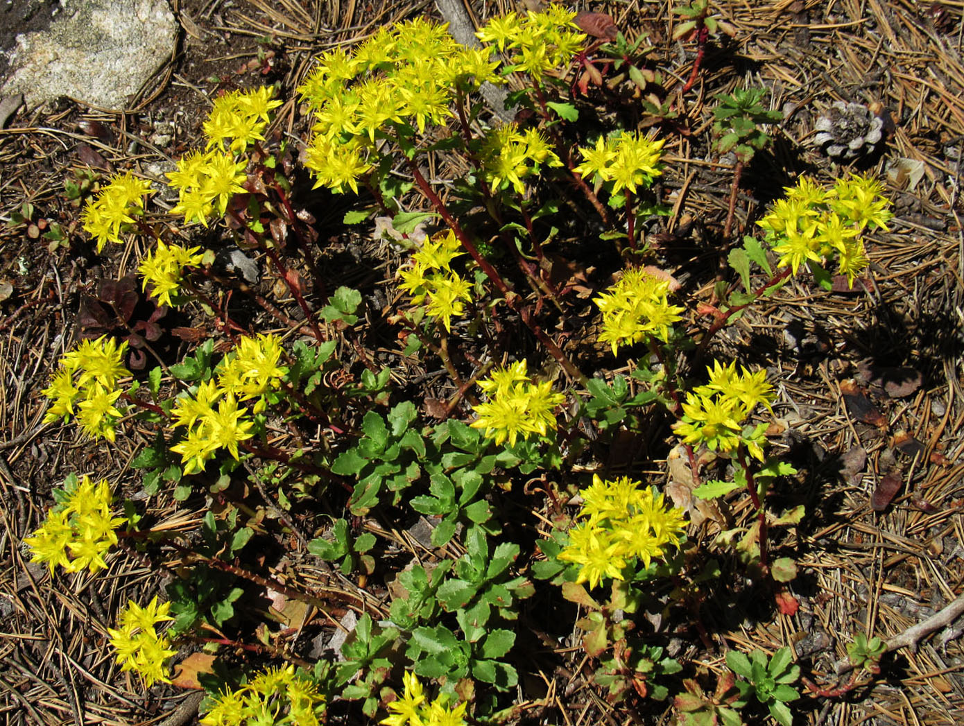 Изображение особи Aizopsis hybrida.