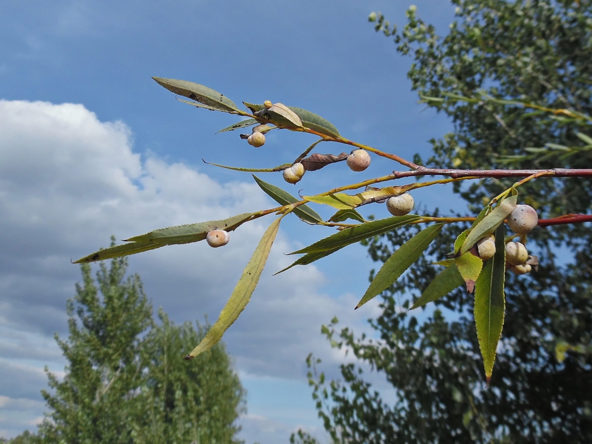 Image of Salix acutifolia specimen.