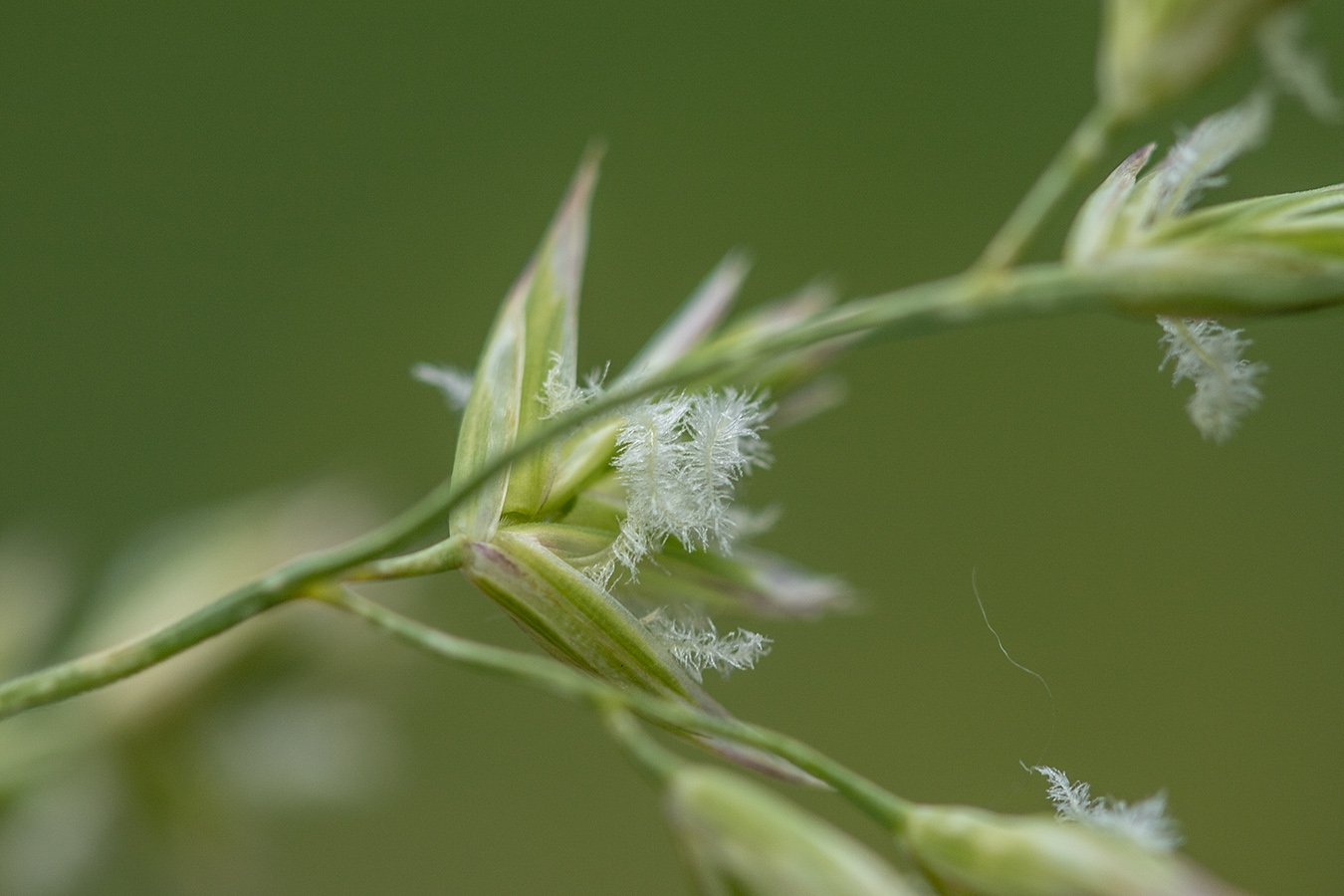Image of genus Poa specimen.