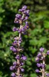 Liriope muscari