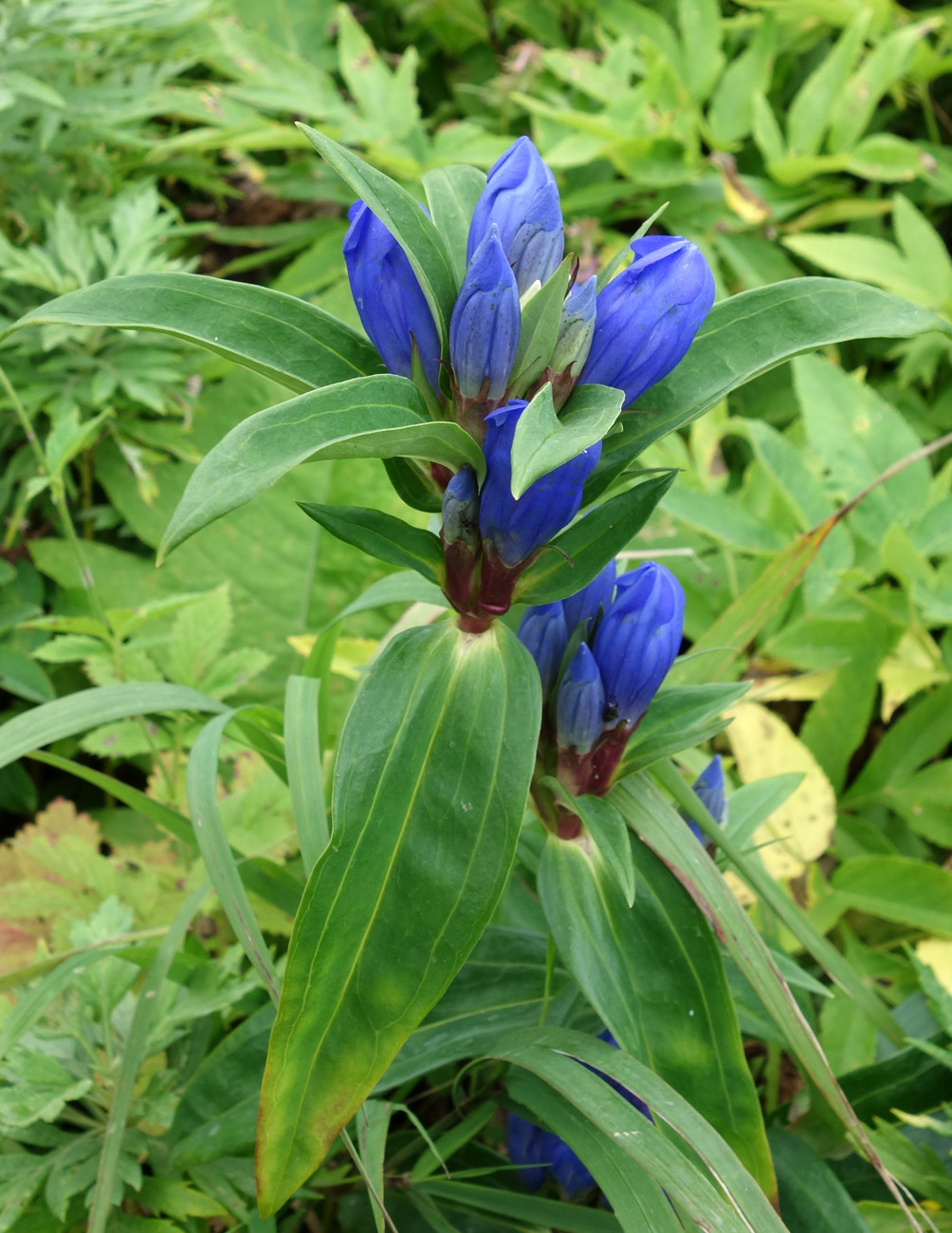 Image of Gentiana axillariflora specimen.