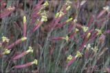 Silene syreistschikowii