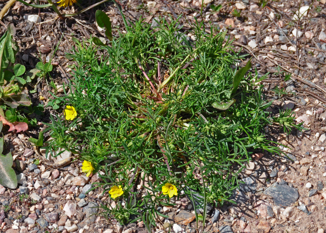 Изображение особи Potentilla biflora.