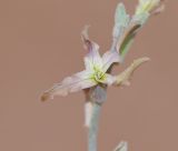 Matthiola arabica