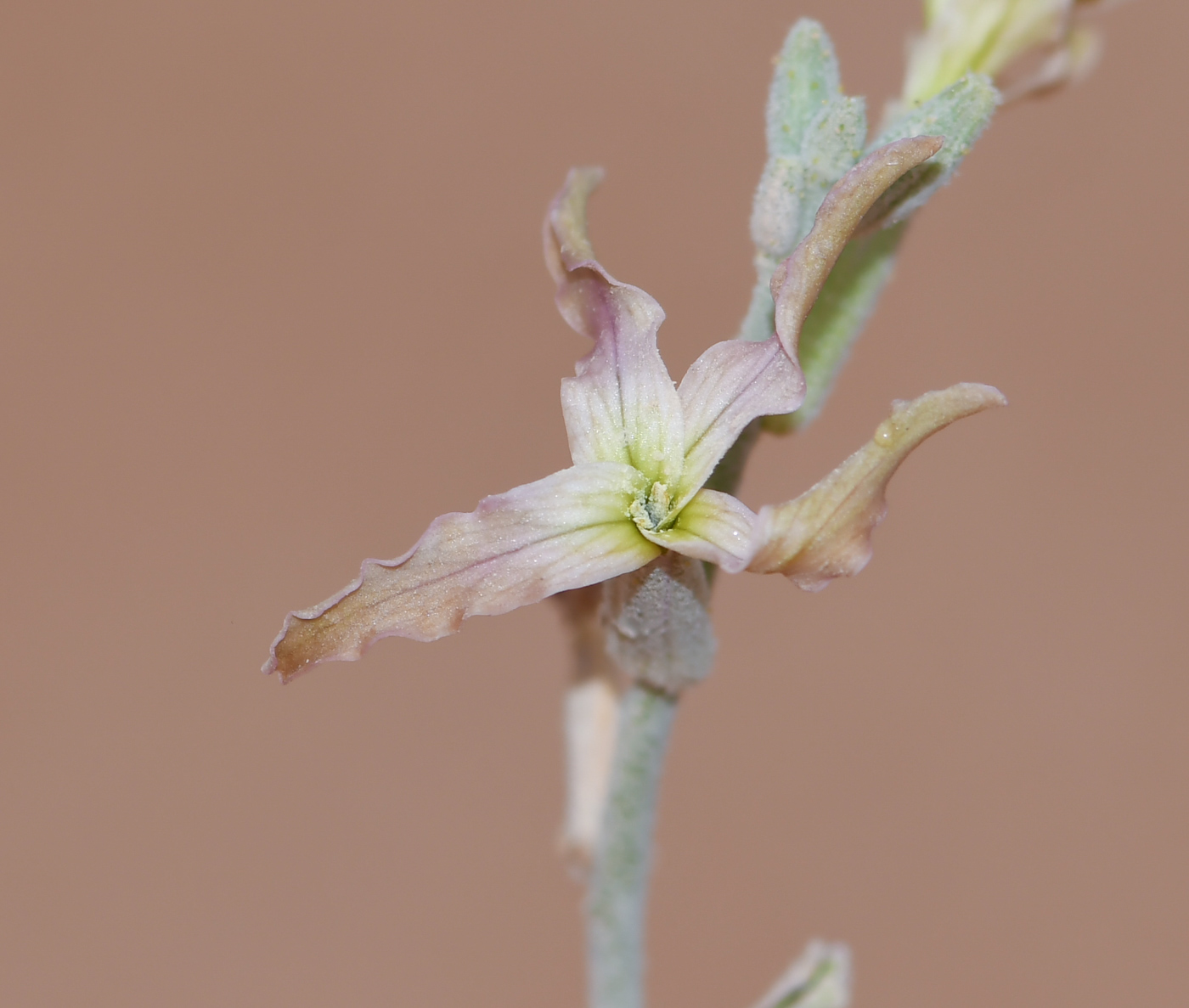 Image of Matthiola arabica specimen.