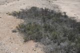Scutia spicata
