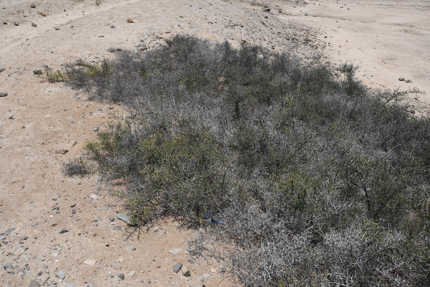 Image of Scutia spicata specimen.