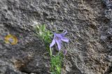 род Campanula. Цветок. Великобритания, Англия, парк \"Landscape Garden\", возле каменной стены парка. 21.01.2019.