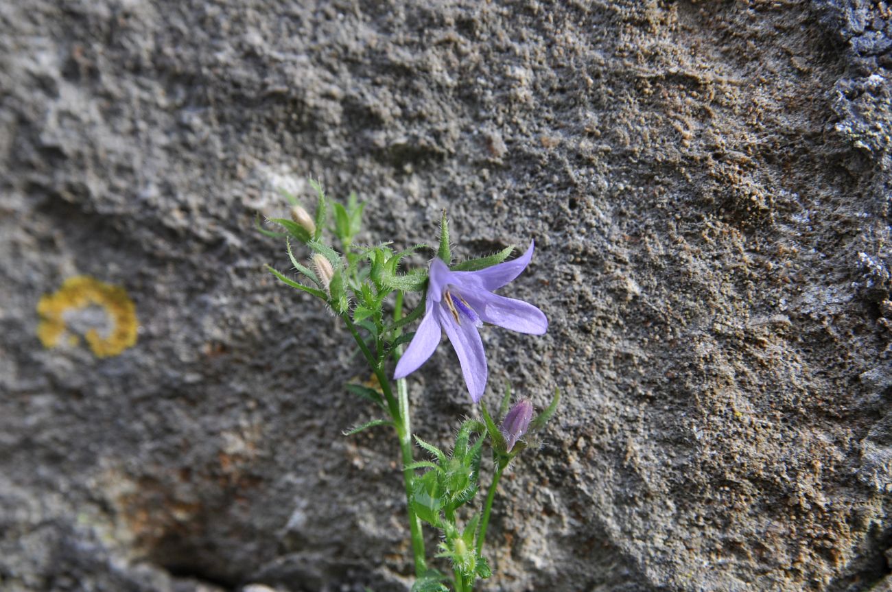 Изображение особи род Campanula.