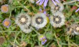 Felicia australis