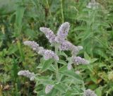 Mentha longifolia. Верхушка цветущего растения с кормящимся насекомым. Грузия, Душетский муниципалитет, окр. села Рошка, луг, 02.08.2018.