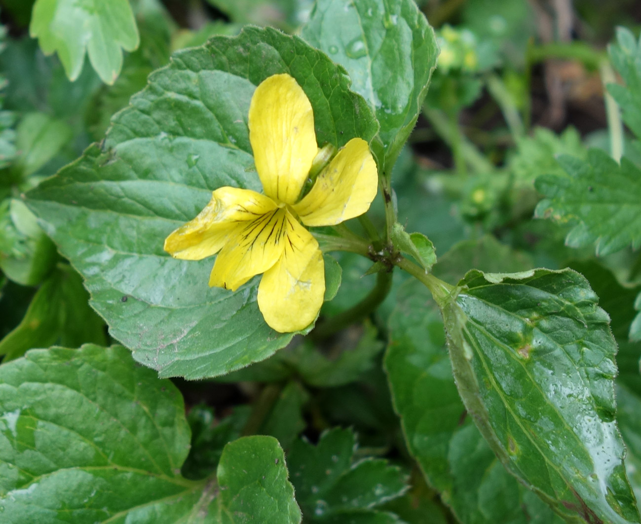 Image of Viola acutifolia specimen.