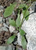 семейство Asteraceae. Прикорневые листья. Кыргызстан, Чуйская обл., Аламудунский р-н, долина р. Ала-Арча, пойма. 27.05.2019.