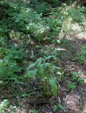Rumex thyrsiflorus. Цветущее растение в искусственном сосновом лесу на песке. Украина, Черкасская обл., Каневский р-н, Региональный ландшафтный парк \"Трахтемиров\". 3 июля 2010 г.