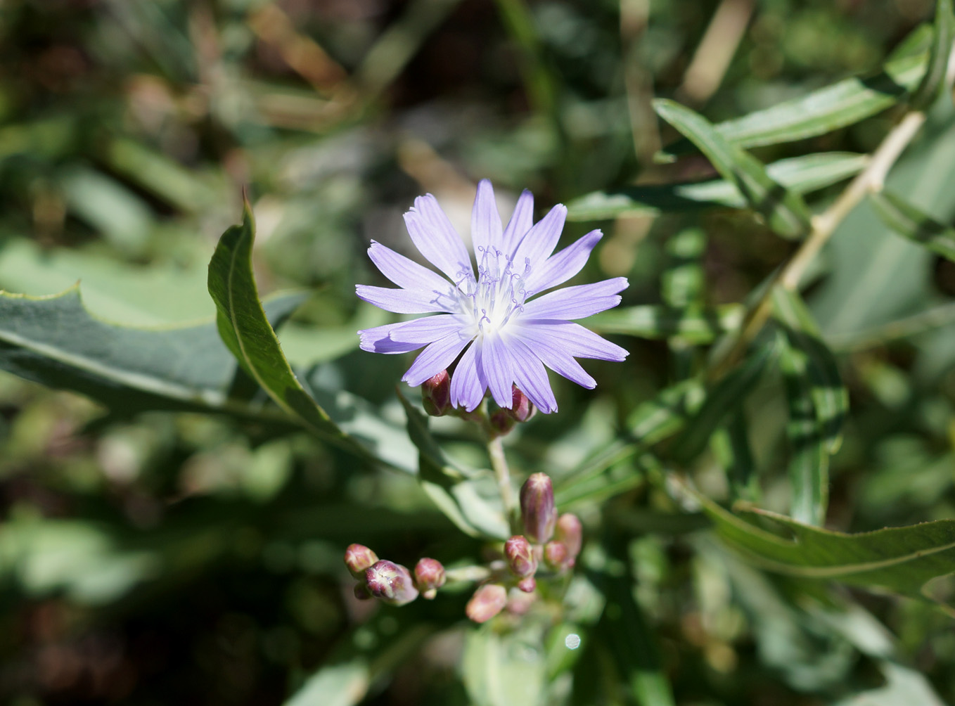 Image of Lactuca tatarica specimen.