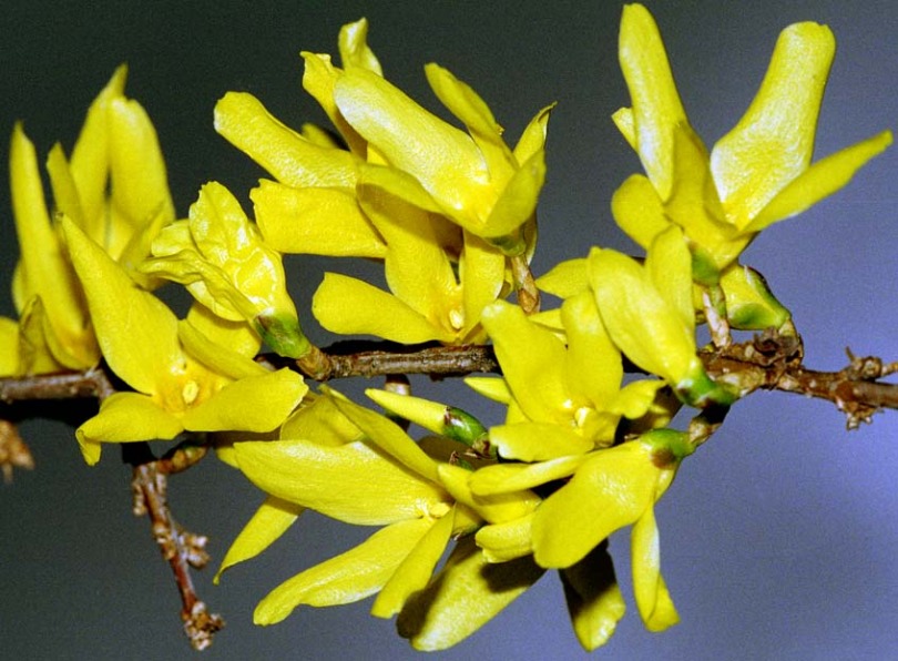 Image of Forsythia &times; intermedia specimen.