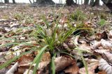 Carex digitata