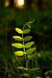 Vicia sepium