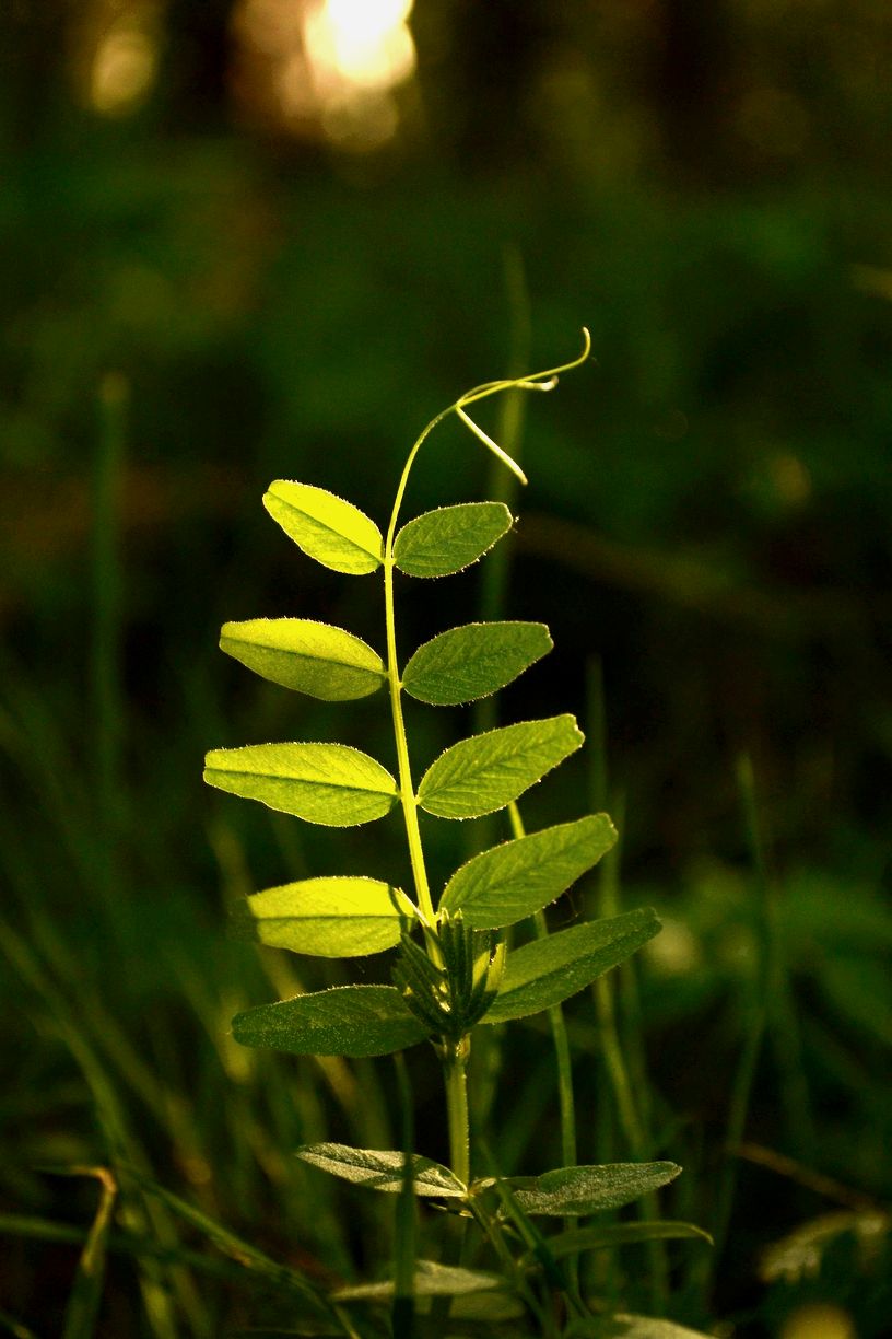 Image of Vicia sepium specimen.