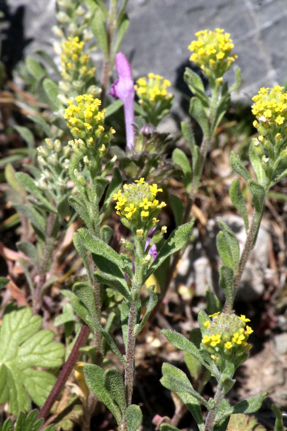 Image of Alyssum turkestanicum var. desertorum specimen.