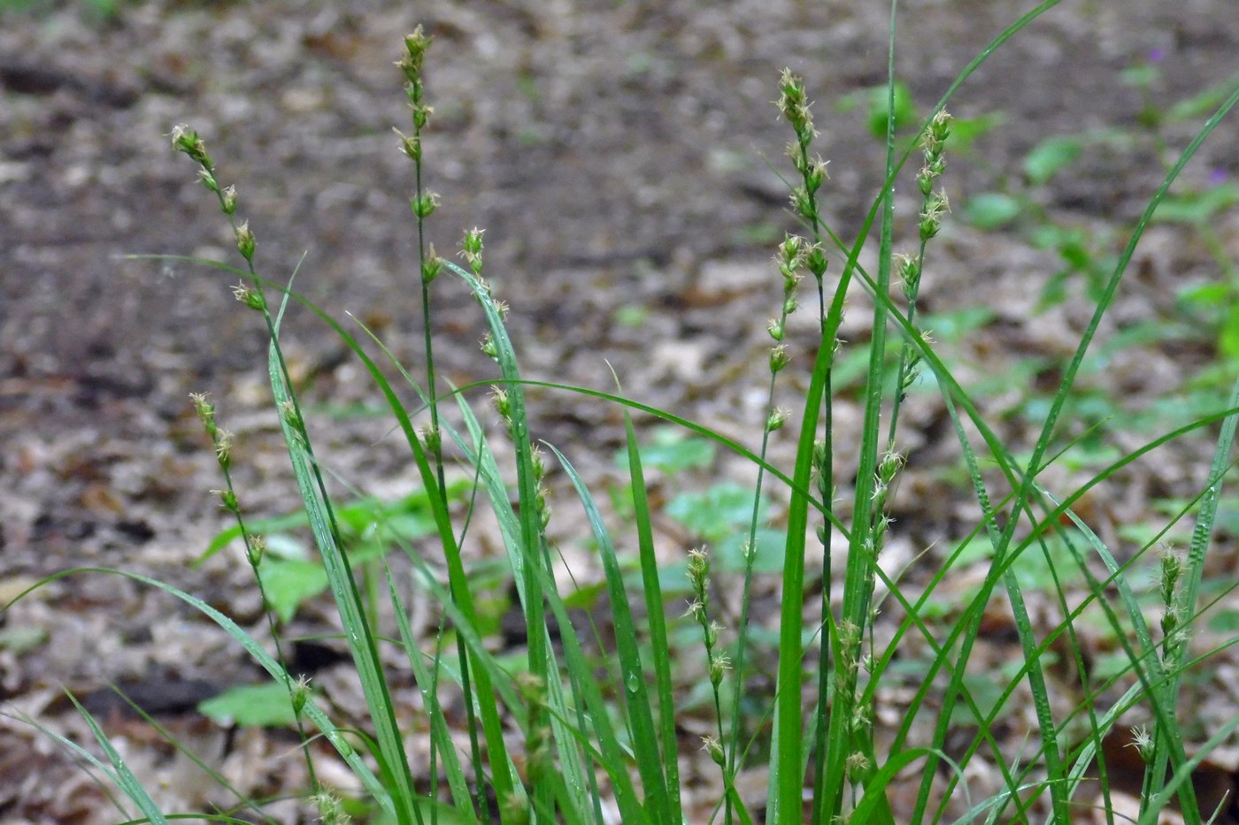 Изображение особи Carex divulsa.