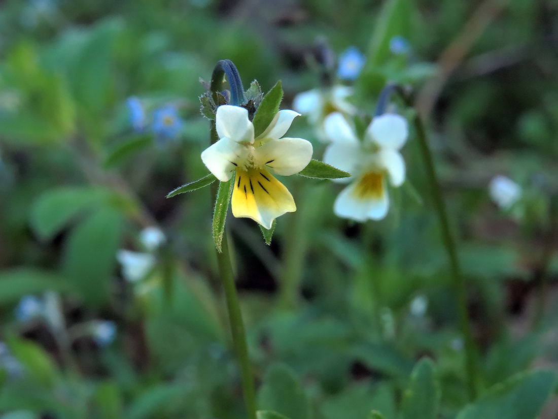 Изображение особи Viola arvensis.