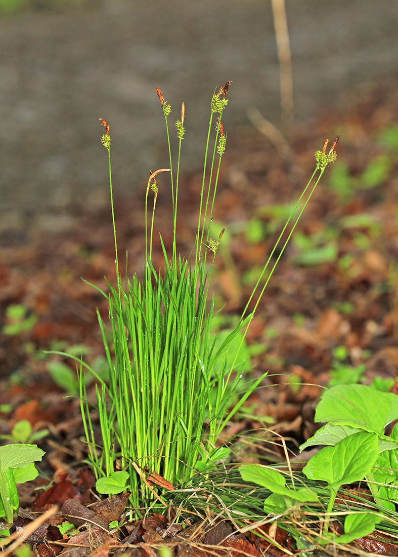 Изображение особи Carex pseudosabynensis.
